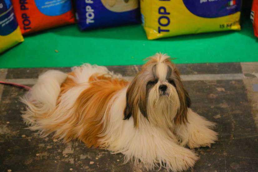 Dog Festival Athens 2013 φωτογραφιες