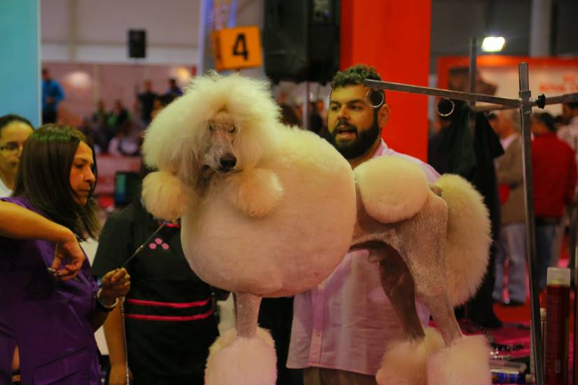 Dog Festival Athens 2013 φωτογραφιες