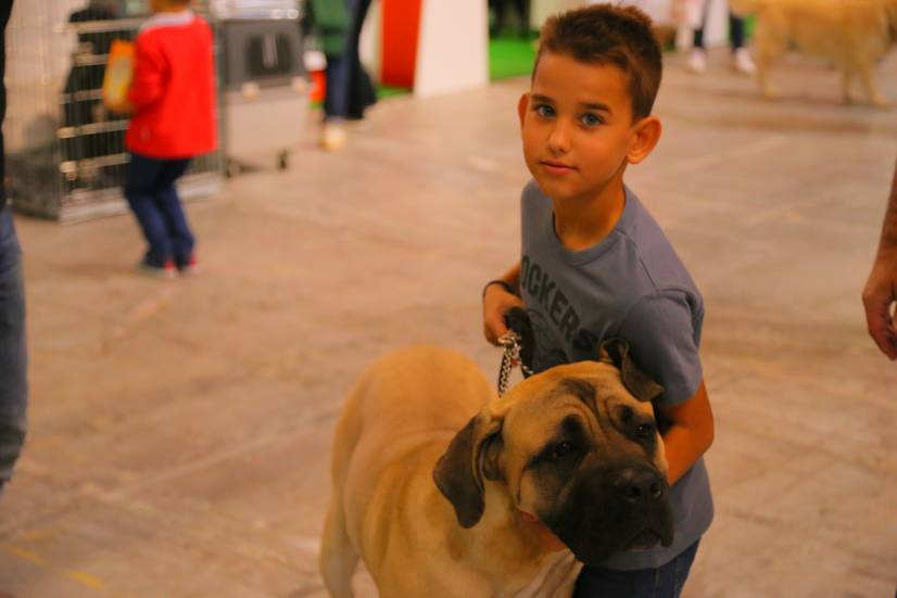 Dog Festival Athens 2013 φωτογραφιες