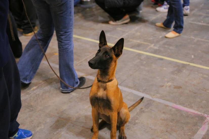 Dog Festival Athens 2013 φωτογραφιες