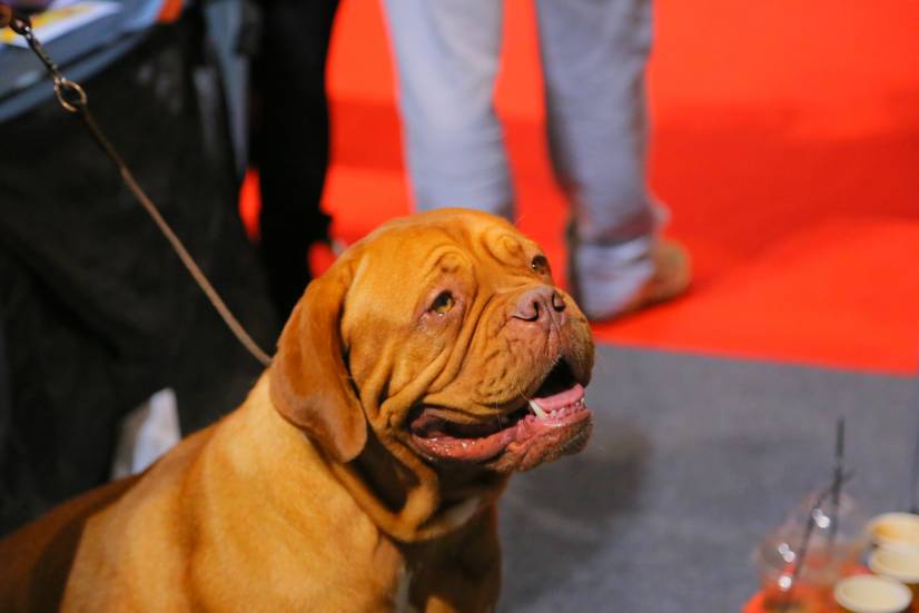 Dog Festival Athens 2013 φωτογραφιες