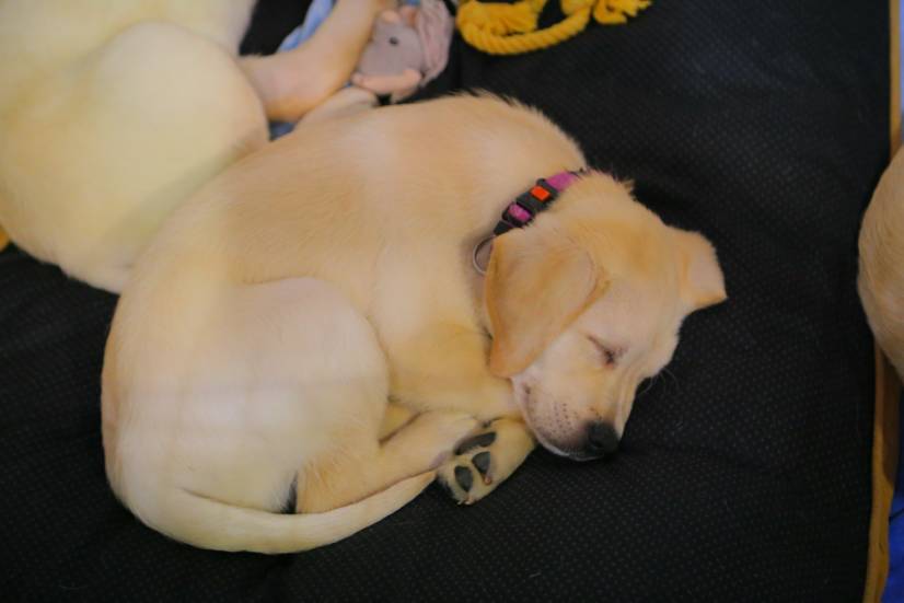 Dog Festival Athens 2013 φωτογραφιες