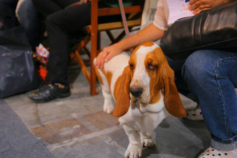 Dog Festival Athens 2013 φωτογραφιες