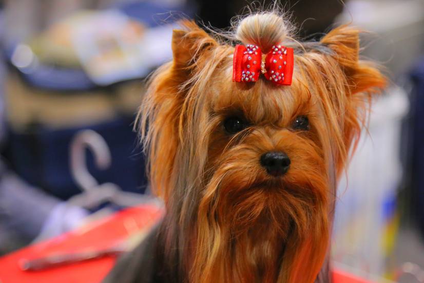 Dog Festival Athens 2013 φωτογραφιες