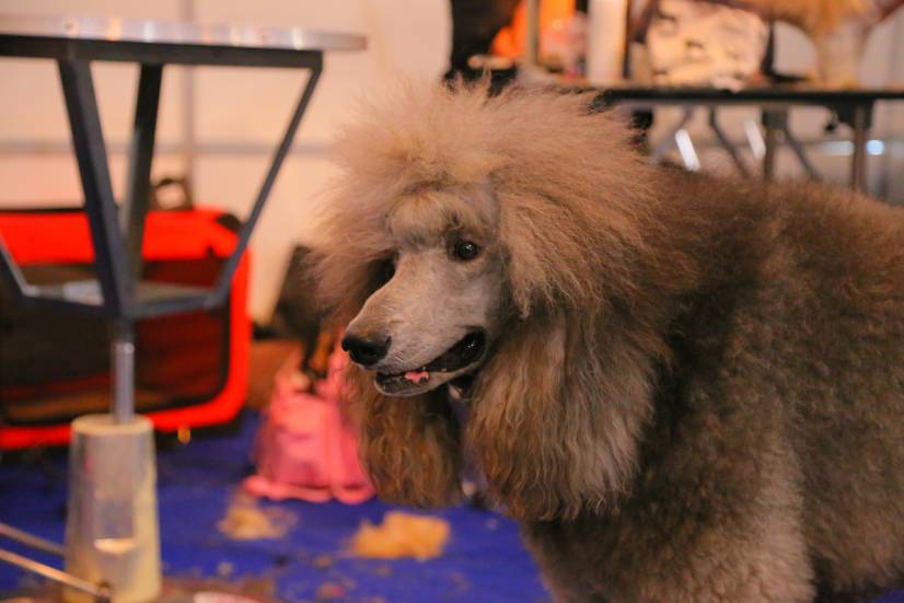 Dog Festival Athens 2013 φωτογραφιες