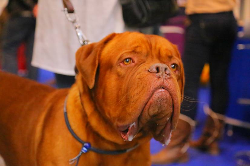 Dog Festival Athens 2013 φωτογραφιες