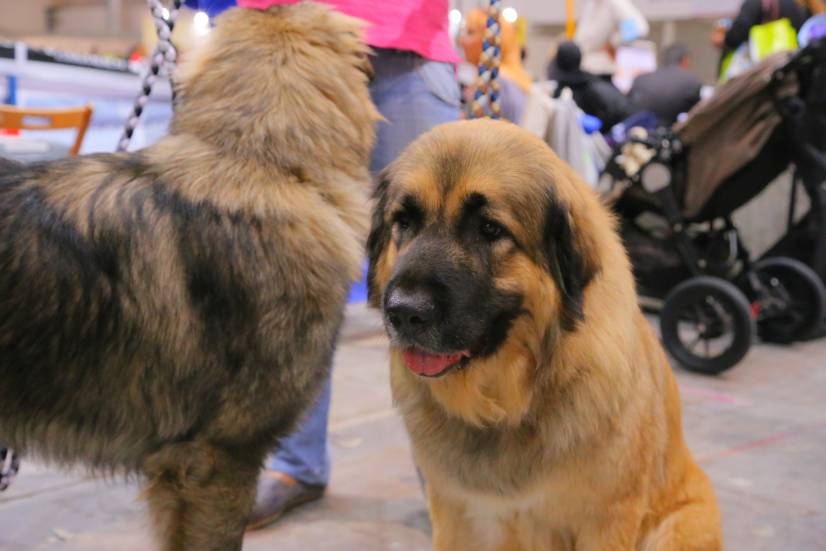 Dog Festival Athens 2013 φωτογραφιες