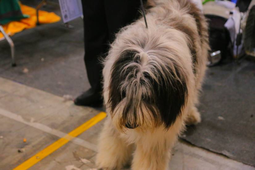 Dog Festival Athens 2013 φωτογραφιες