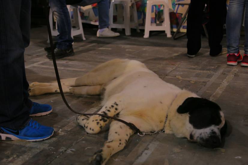 Dog Festival Athens 2013 φωτογραφιες