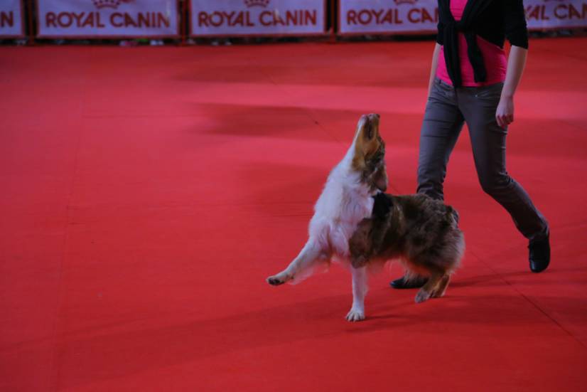 Dog Festival Athens 2013 φωτογραφιες