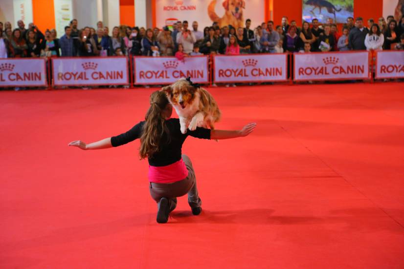 Dog Festival Athens 2013 φωτογραφιες