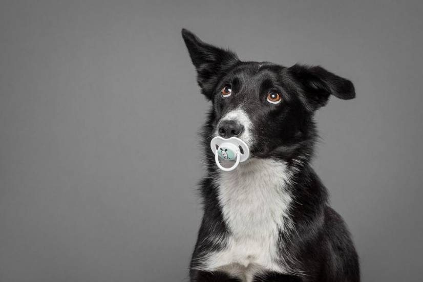 Dogs Photography by Oszkar Daniel Gati