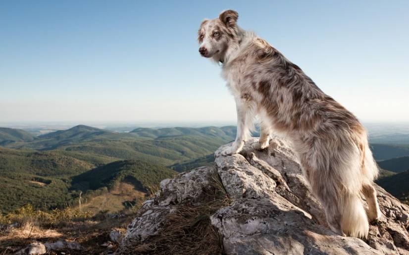 Dogs Photography by Oszkar Daniel Gati
