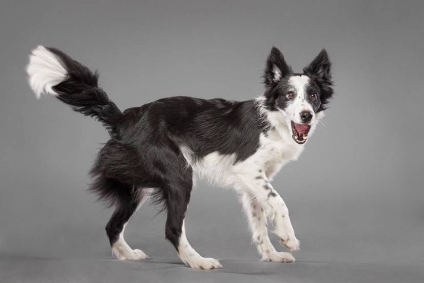 Dogs Photography by Oszkar Daniel Gati