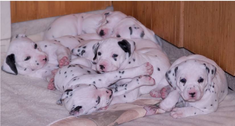 Δαλματιας κουταβια