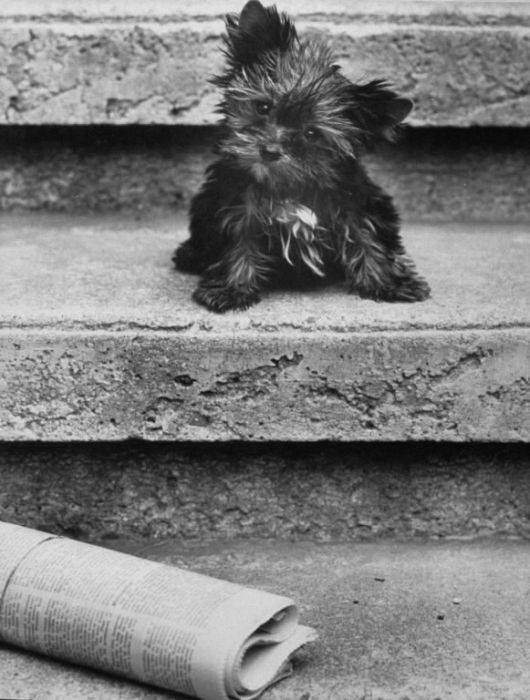 Ασπρόμαυρες φωταγραφίες απο σκύλους μιας άλλης εποχής