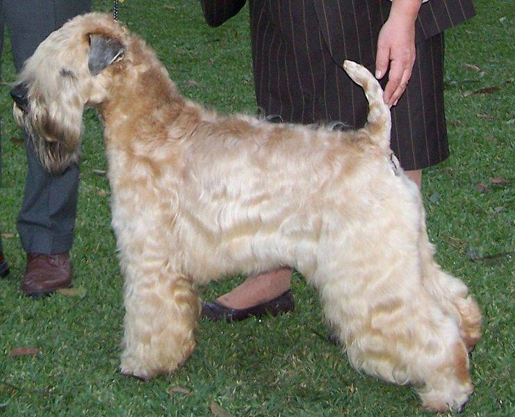 Soft coated wheaten terrier