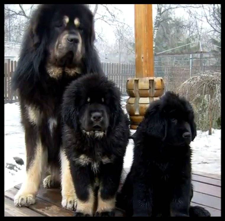 Φωτογραφίες απο Θιβετιανό Μαστίφ