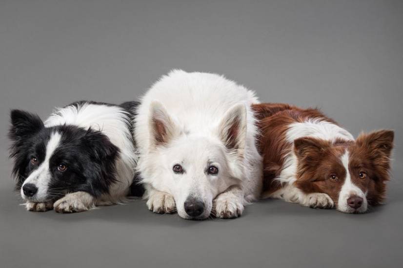 Dogs Photography by Oszkar Daniel Gati