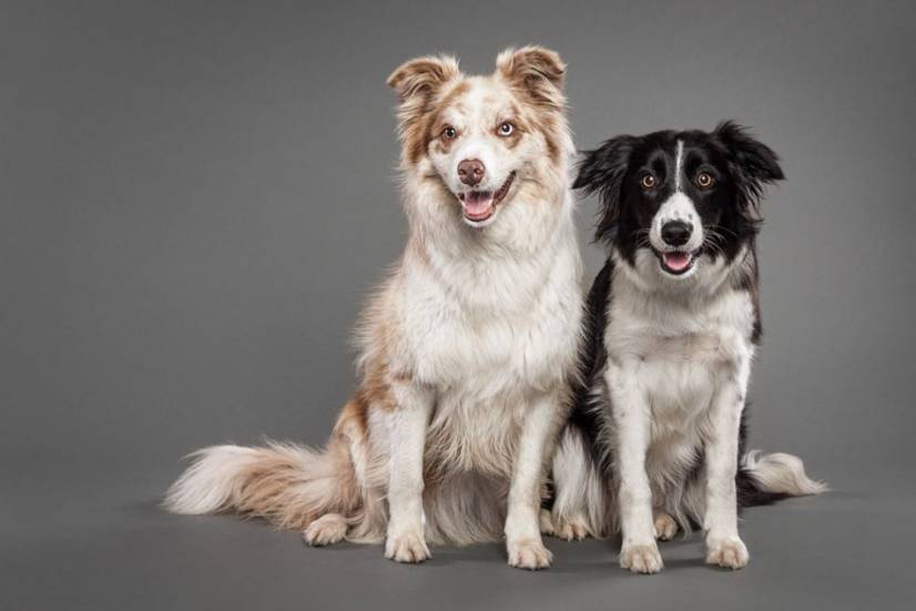 Dogs Photography by Oszkar Daniel Gati