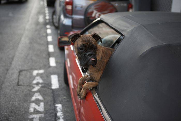 Σκύλος στο αυτοκίνητο