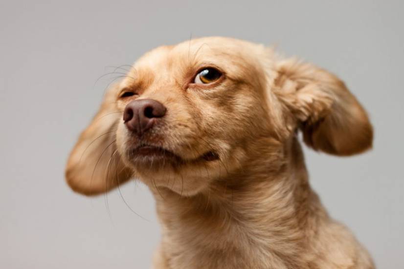 Dogs Photography by Oszkar Daniel Gati