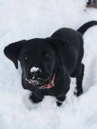 Λαμπραντορ κουτάβι
