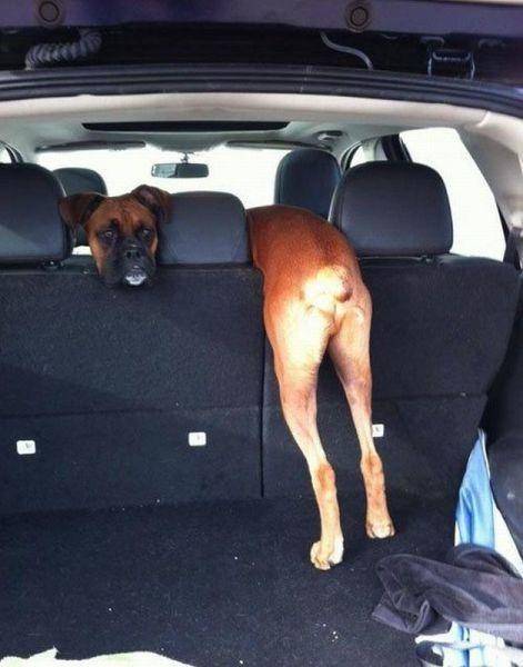 Boxer in a car