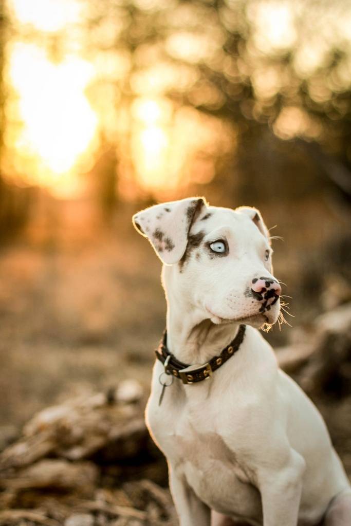Σκυλιά με περίεργα μάτια