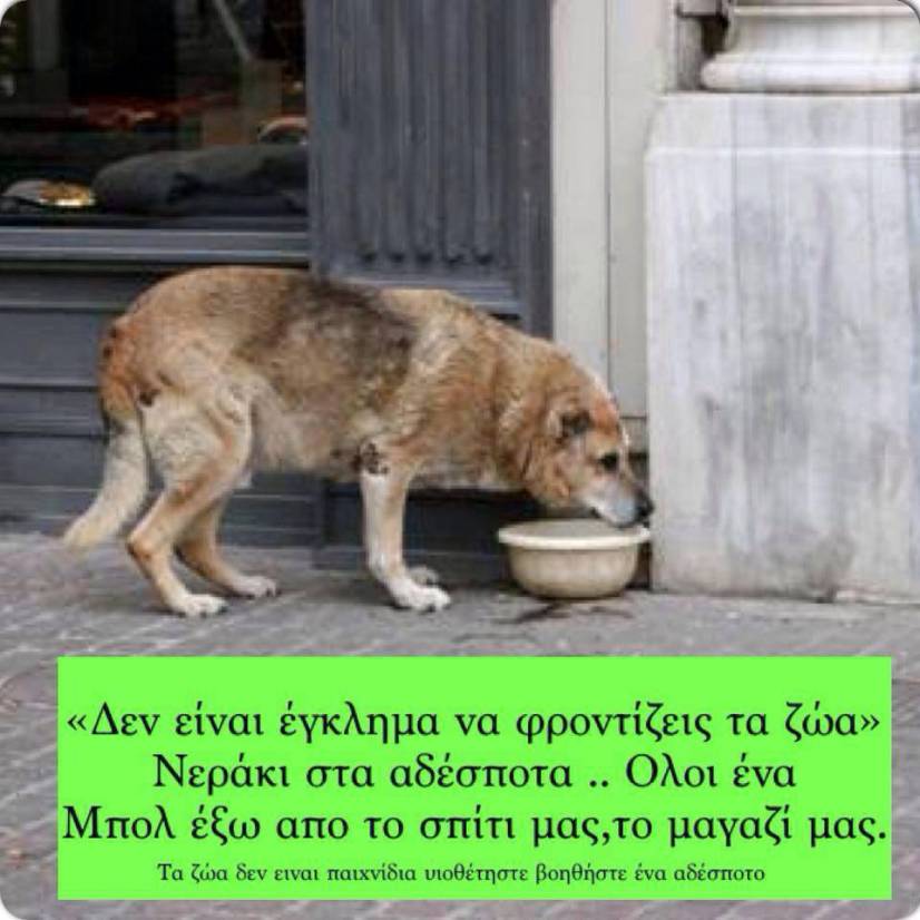 Λίγο νεράκι στα ζώα που δεν έχουν κάποιο να τα φροντίσει