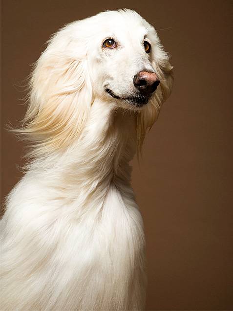 Σκυλια με υπέροχα μαλλια