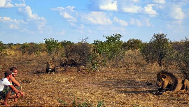 Η λέαινα που αγκαλιάζει τους διασώστες της