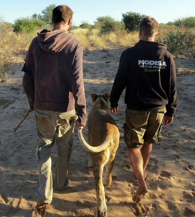 Η λέαινα που αγκαλιάζει τους διασώστες της