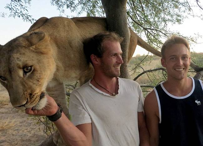 Η λέαινα που αγκαλιάζει τους διασώστες της
