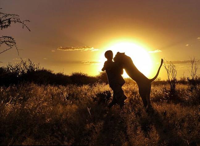 Η λέαινα που αγκαλιάζει τους διασώστες της