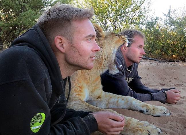 Η λέαινα που αγκαλιάζει τους διασώστες της