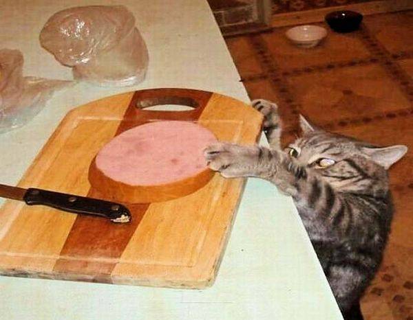 Τι κάνουν τα ζώα όταν δεν κοιτάζουμε