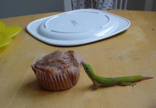 Τι κάνουν τα ζώα όταν δεν κοιτάζουμε