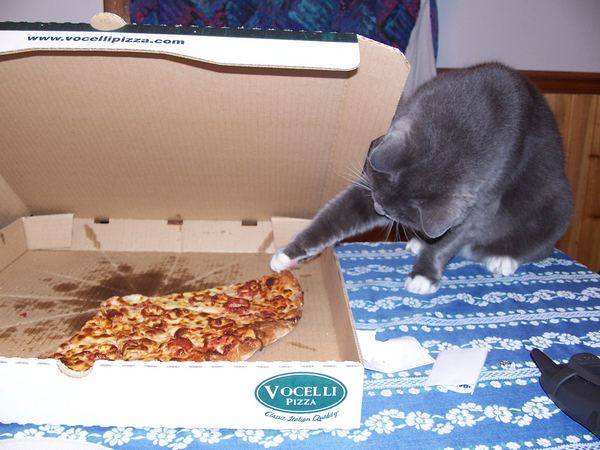 Τι κάνουν τα ζώα όταν δεν κοιτάζουμε