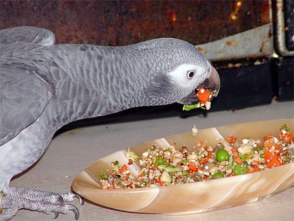 Τι κάνουν τα ζώα όταν δεν κοιτάζουμε