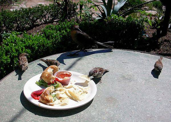 Τι κάνουν τα ζώα όταν δεν κοιτάζουμε