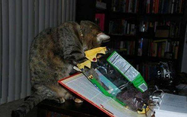 Τι κάνουν τα ζώα όταν δεν κοιτάζουμε