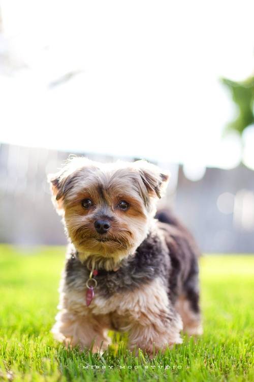 Γιορκσάιρ Τεριέ φωτογραφίες