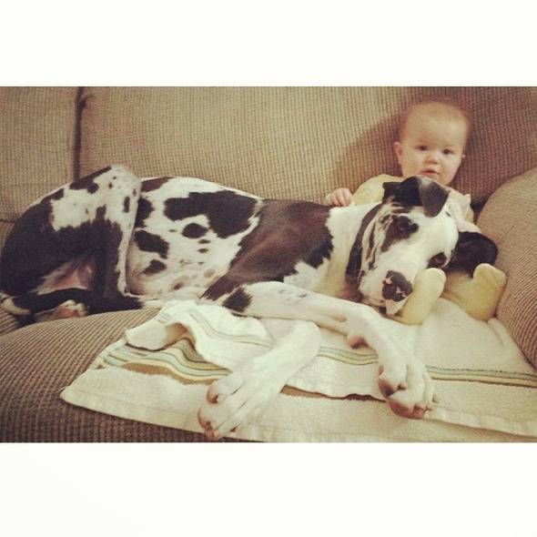 τεράστια σκυλιά