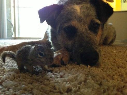 Το σκιουράκι και ο σκυλος