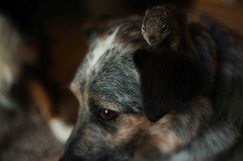 Το σκιουράκι και ο σκυλος