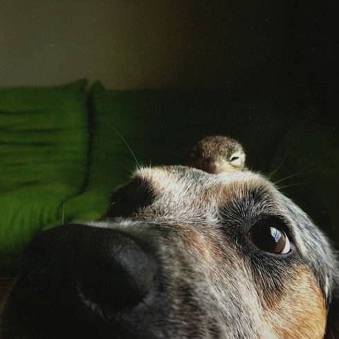 Το σκιουράκι και ο σκυλος