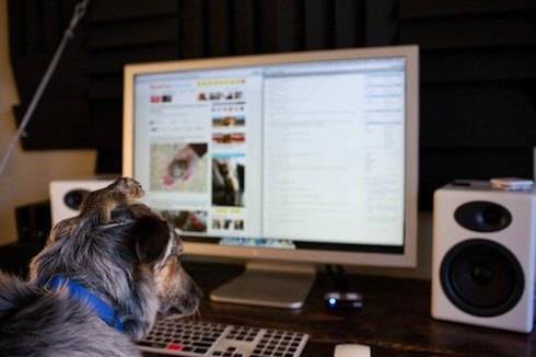 Το σκιουράκι και ο σκυλος