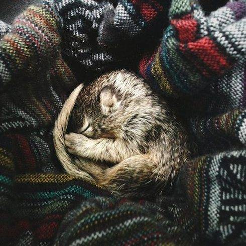 Το σκιουράκι και ο σκυλος