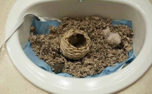 Το σκιουράκι και ο σκυλος